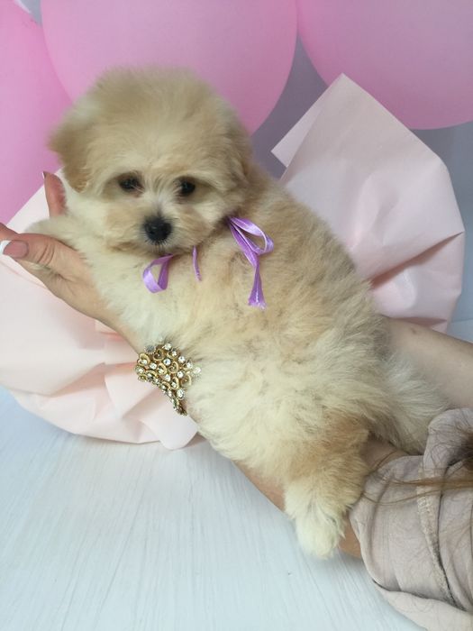 Ідеальна Помапу для вашого дому