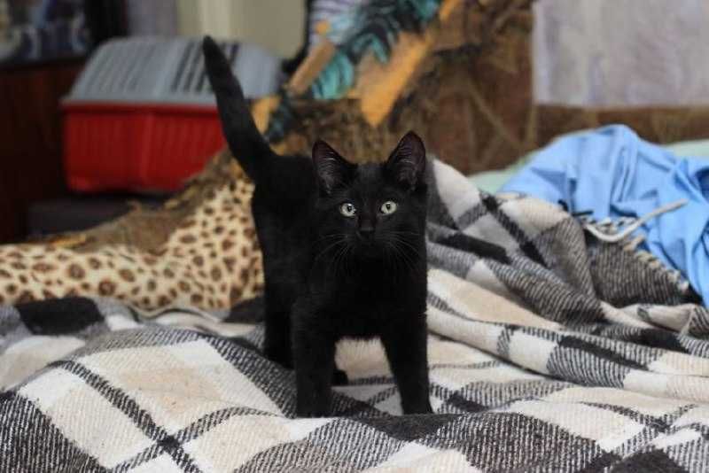 Граціозна малеча  - кішечка Лія, 3 міс