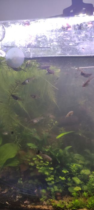 Vendo Guppies Machos e Fêmeas