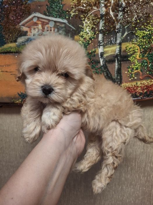 Малышка Мальтипу ф1 Мини размера!