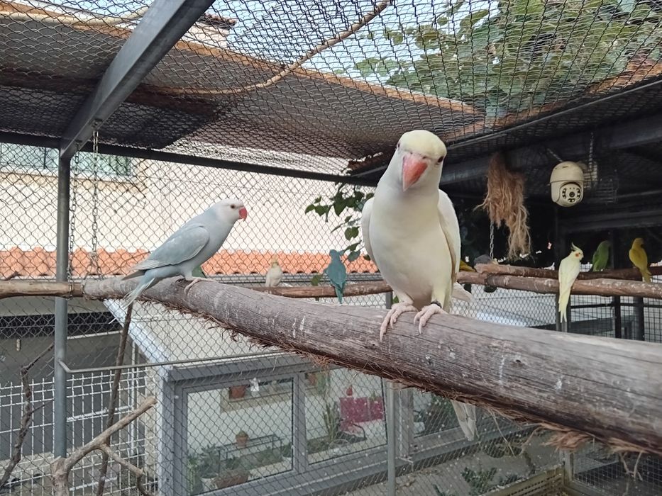 Ring neck novos de 2025