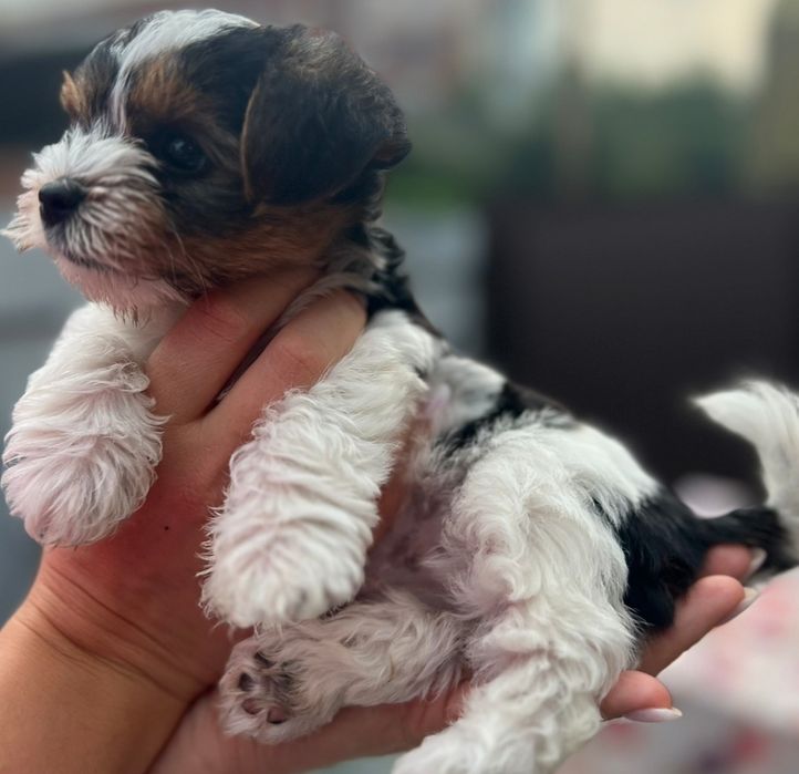 Бівер Йорк. В'язка.