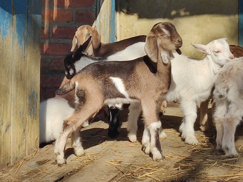 Козлёнок нубиец на племя