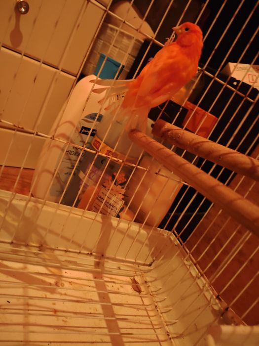 Vendo casal de  canários vermelhos e um mandarim macho também vendo ovos de galinha caseira e  de galinha Angola para chocar