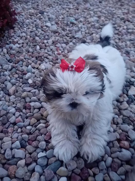 Szczeniak Shih tzu