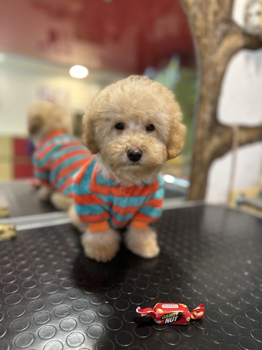 Малыш той пудель