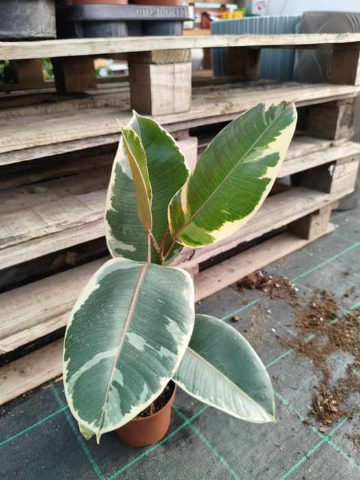 Ficus Elástica (Adjivan,Belize e Tineke) - planta em vaso