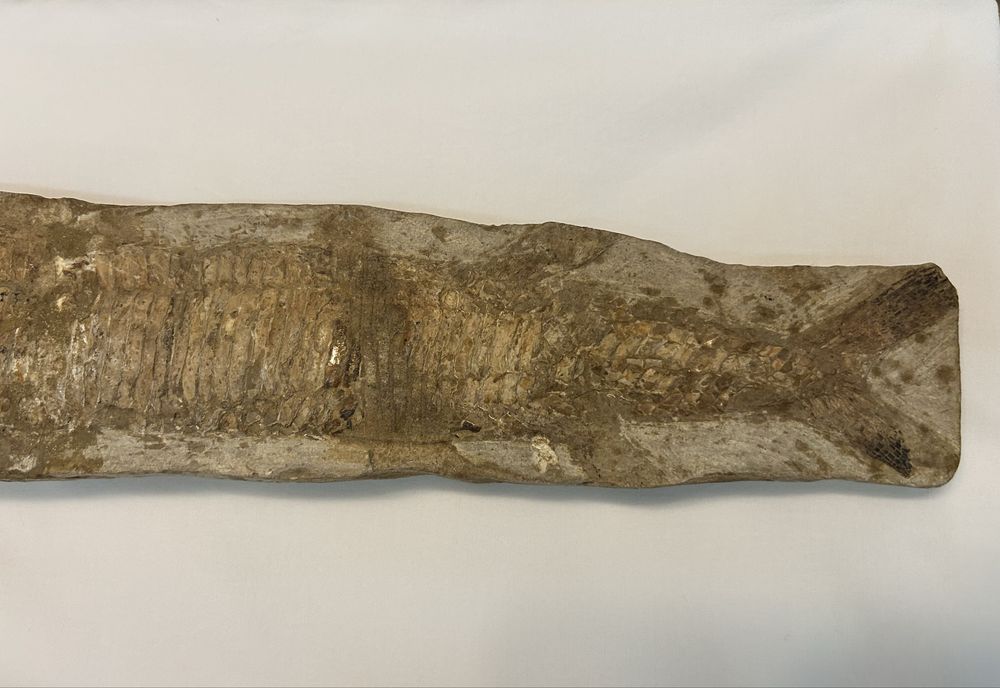 Fossil com com mais de 100 milhoes de anos