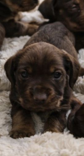 Teckel Puro pelo cerdoso