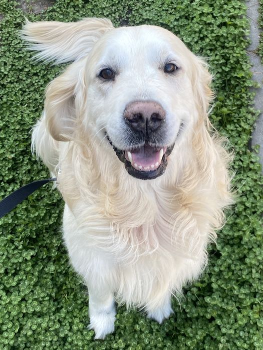 Золотистий ретривер вязка golden retriever