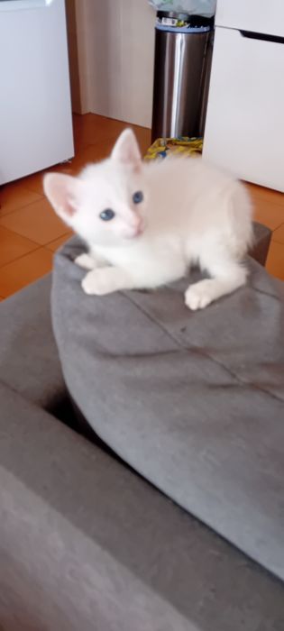 Animais  gatos adoção