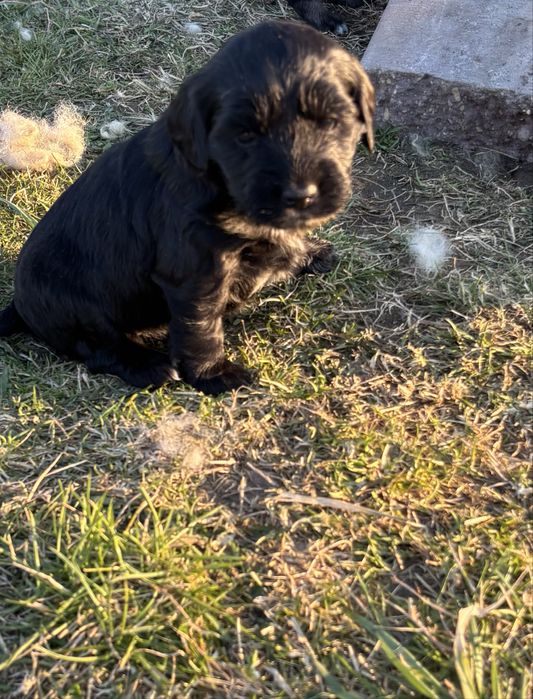 Oddam pieski w dobre rece