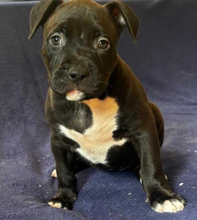 American Bully suczka ABKC