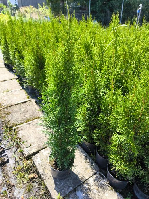 Tuja szmaragd 60-70 cm