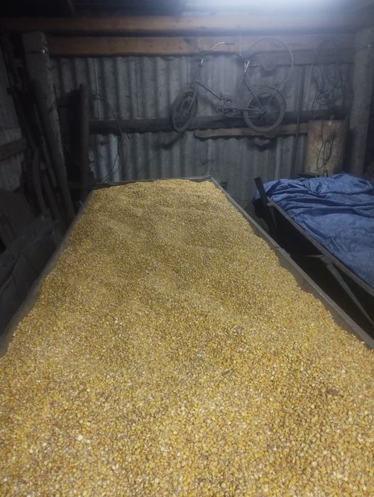 Продам кукурудзу