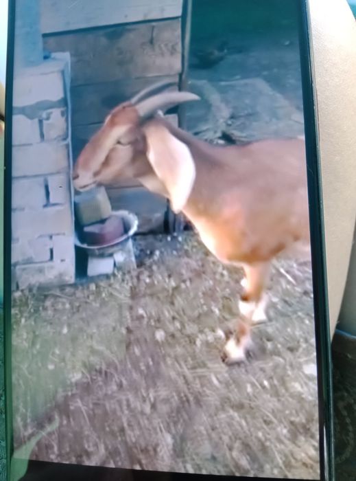 Хорошая козочка ищет дом