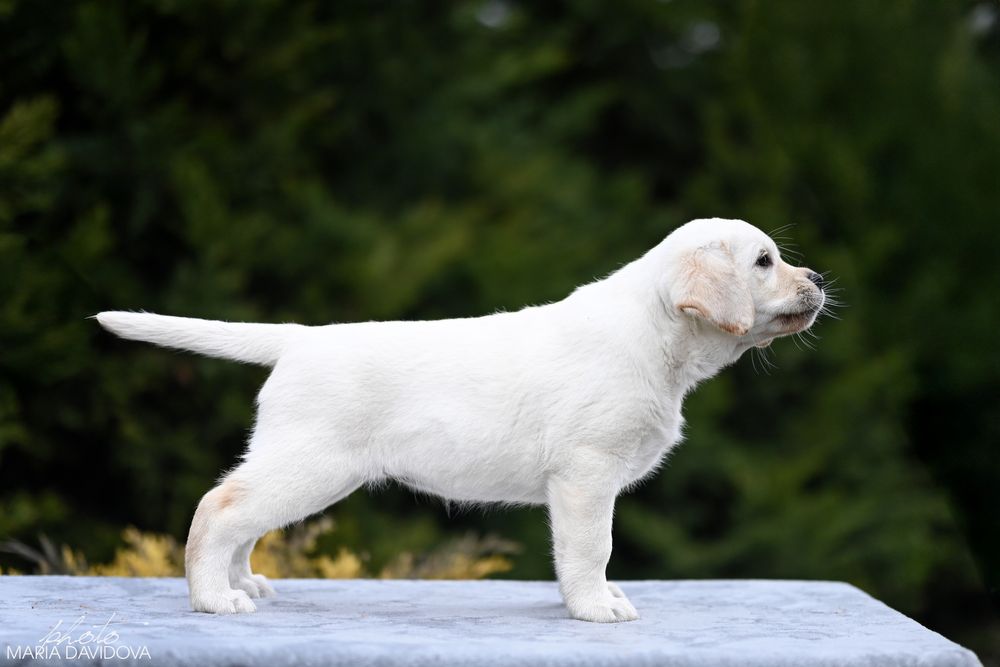 Цуценя лабрадора