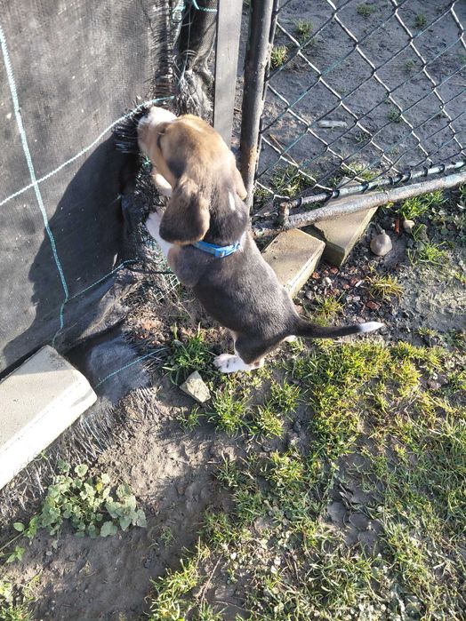 Śliczny szczeniak rasy beagle promocja świąteczna