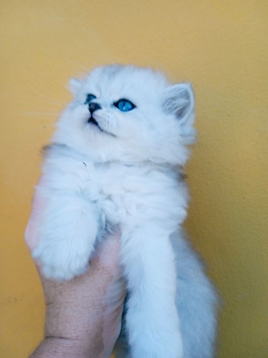 Британська короткошерста