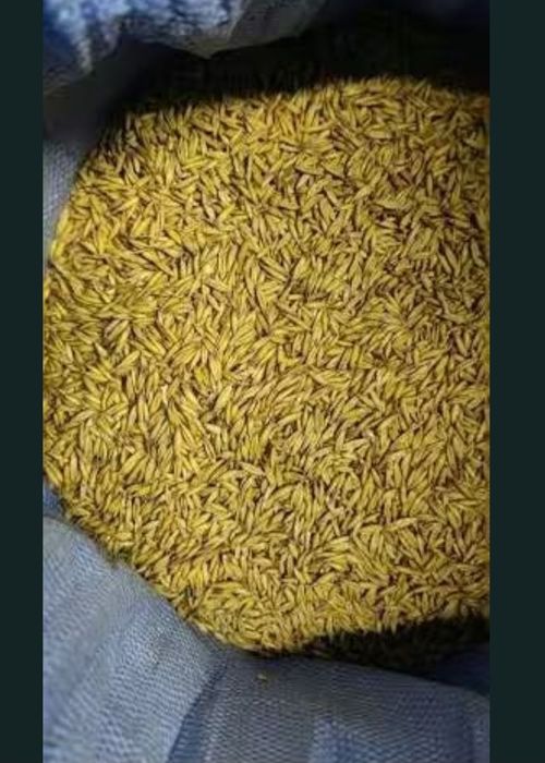 Sprzedam owies Samuraj