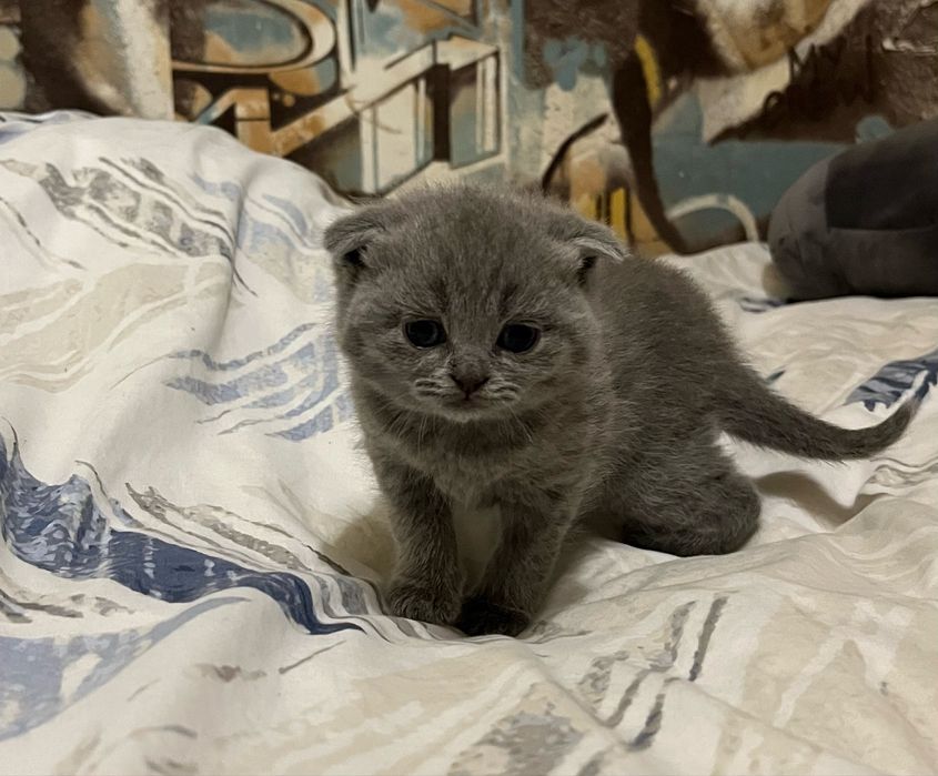 Продам котят британцев