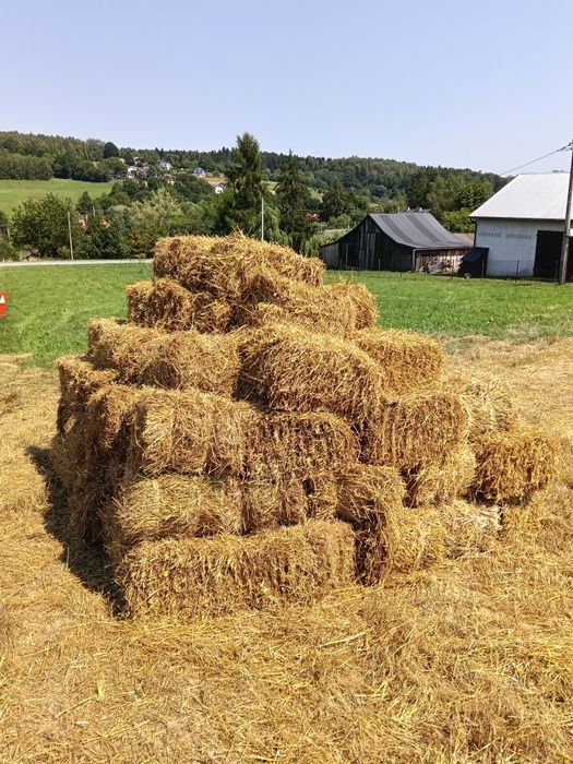 Słoma w kostkach pszeniczna