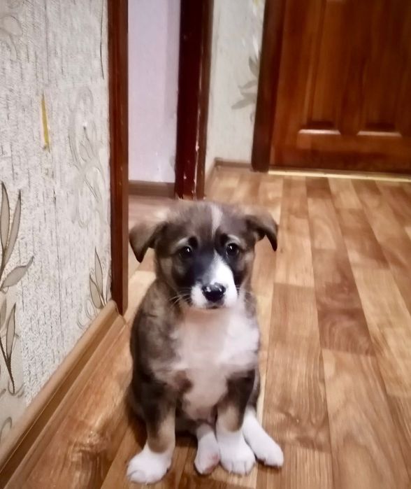 Щеня-хлопчик шукає дім і турботу