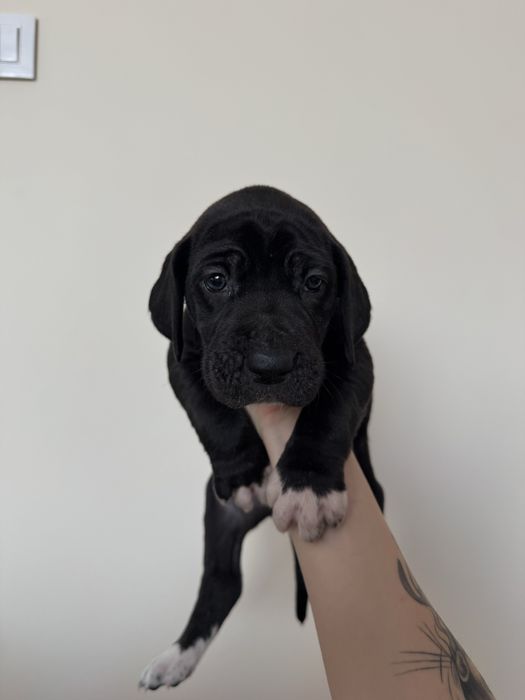 Dog niemiecki - suka