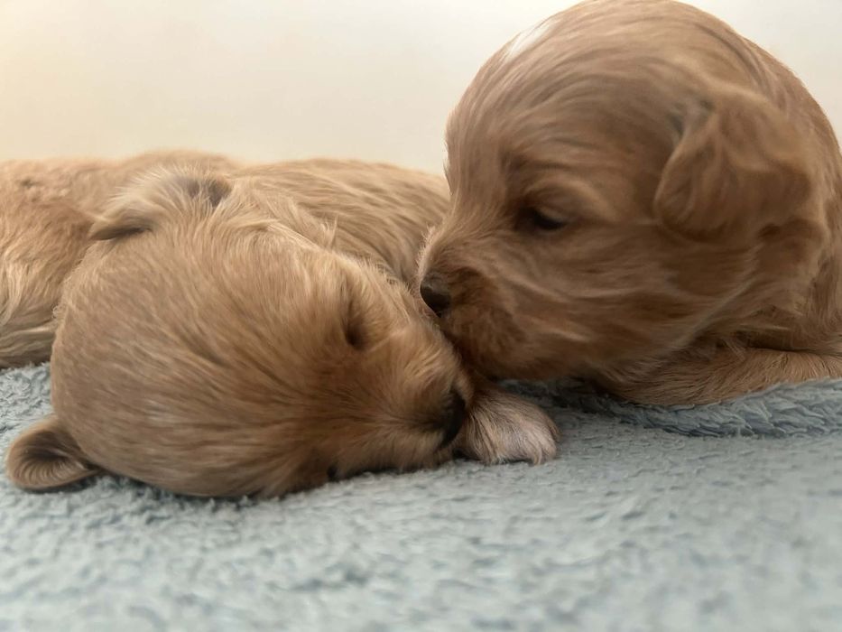 Maltipoo.Rezerwacja.