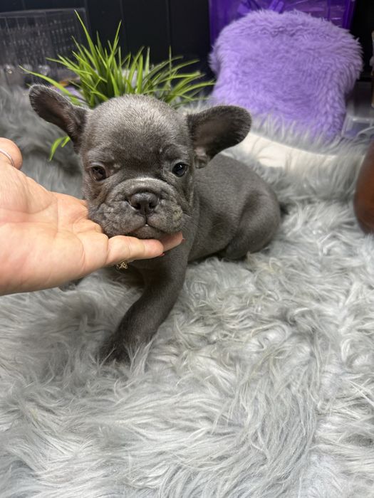 “MENINO”Buldogue Frances “Blue Sólido”