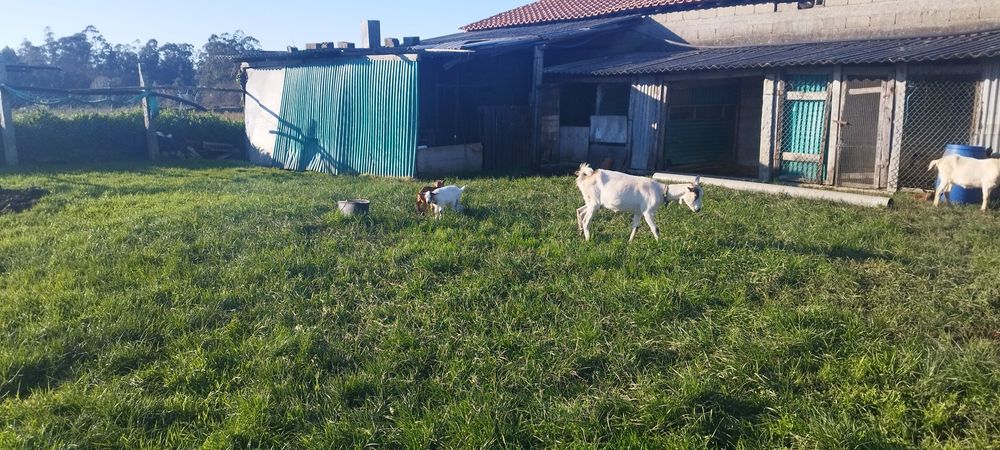 Vendo cabras  sem cornos