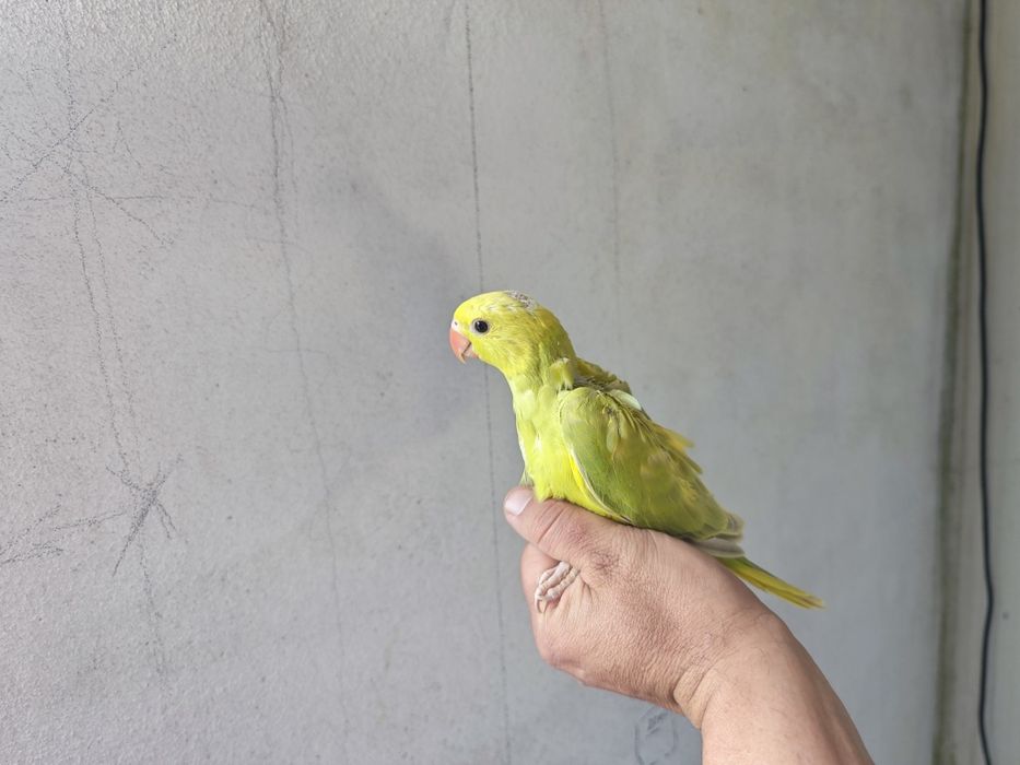 Ring Neck (psittacula krameri)