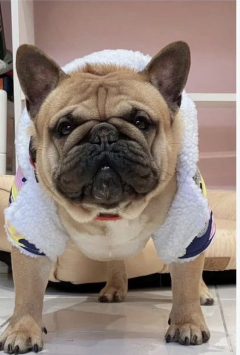 bulldog frances para montas