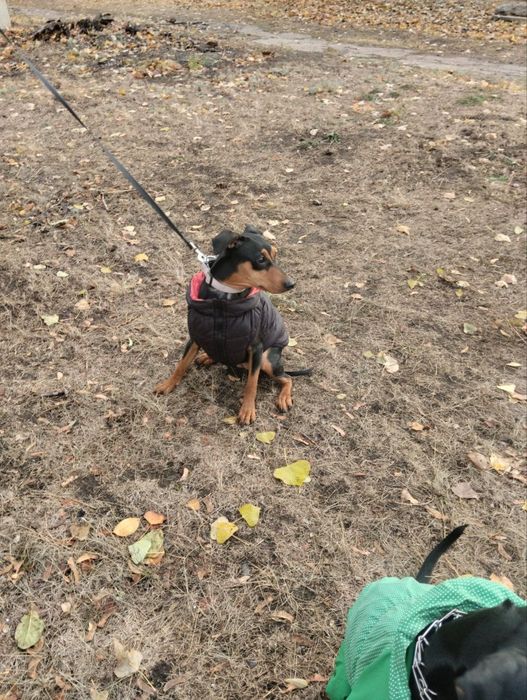 Девочка немецкого пинчера