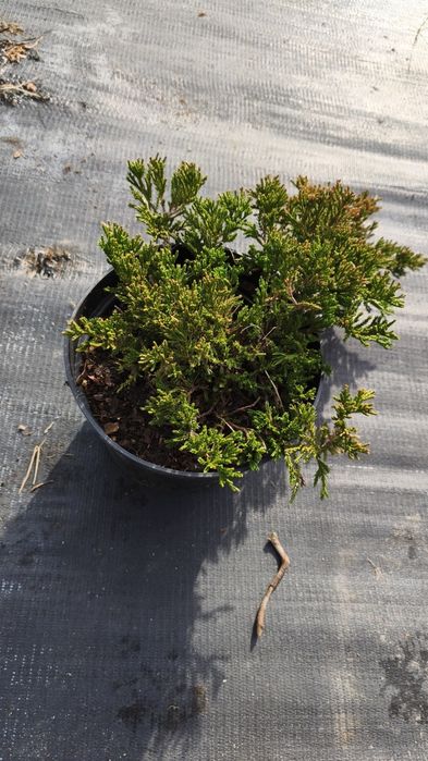 Thuja Jałowiec Cyprys cena od 11 zł