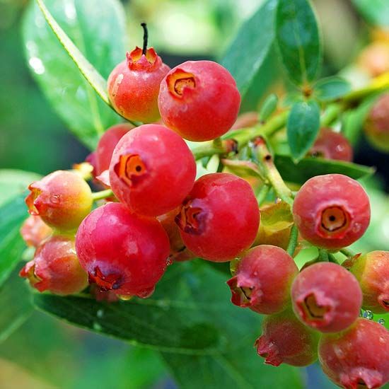 Planta MIRTILO VERMELHO - Mais doce - Em produção Apenas envios