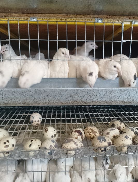 Всегда в наличии!!! Подрощеные и несушка (Техас)