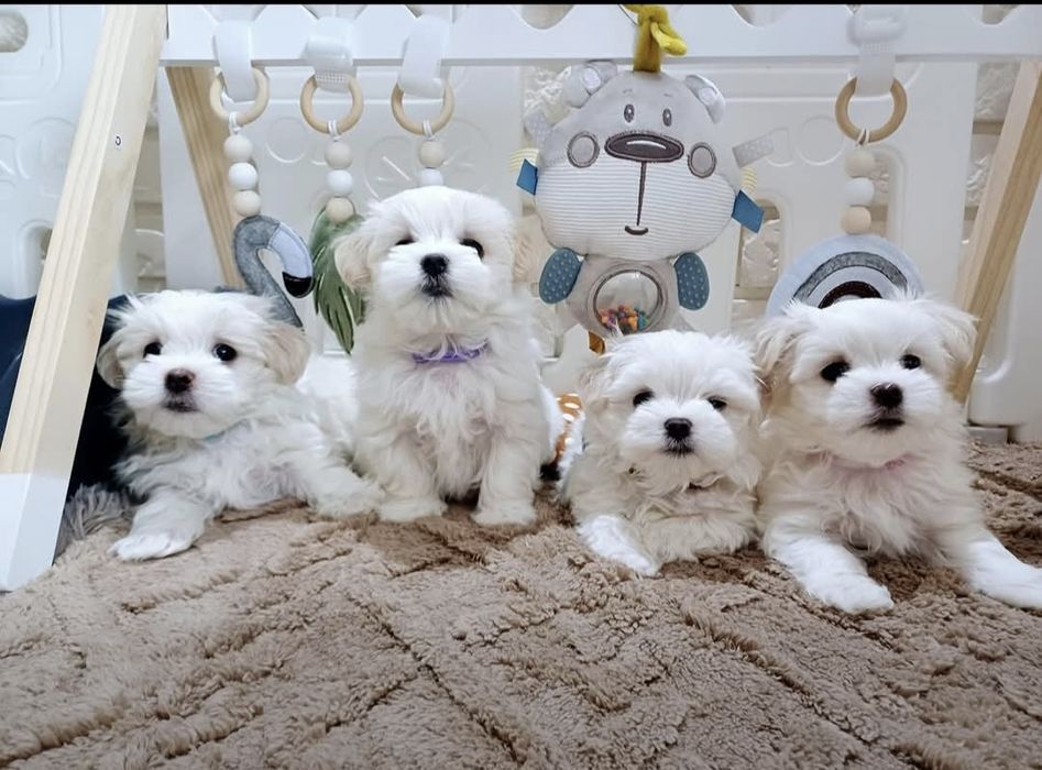 Szczenię rasy maltańczyk