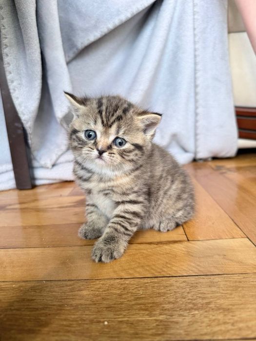 Продаж шотландських кошенят