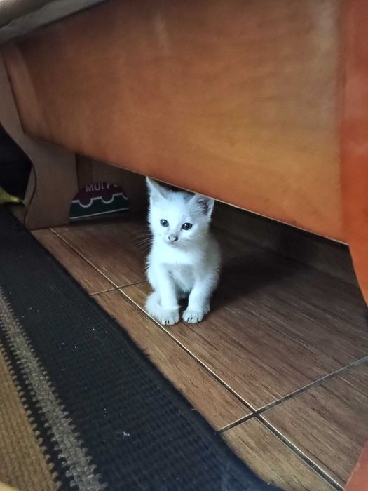 Віддам 2 котиків