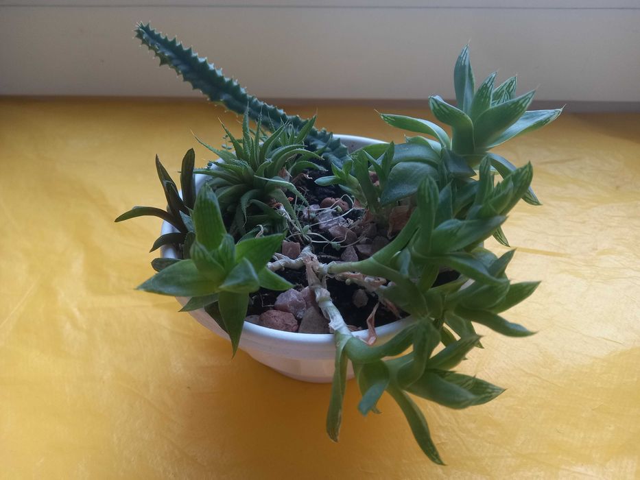 Букет(набір) із 5 сукулентів