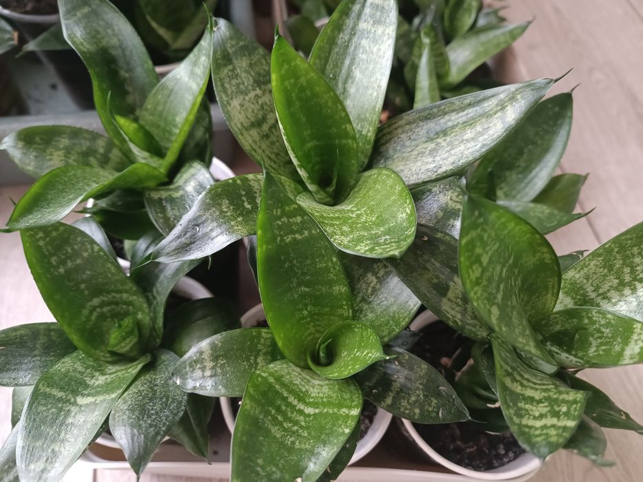 Кімнатні рослини, Сукуленти, Розпродаж