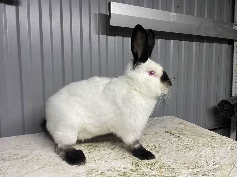 Samiec kalifornijski  czarny z rodowodem