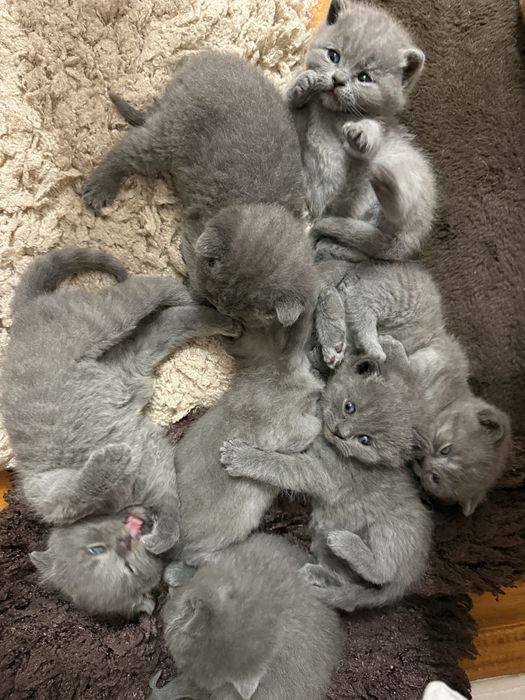 Шотландські висловухі кошенята