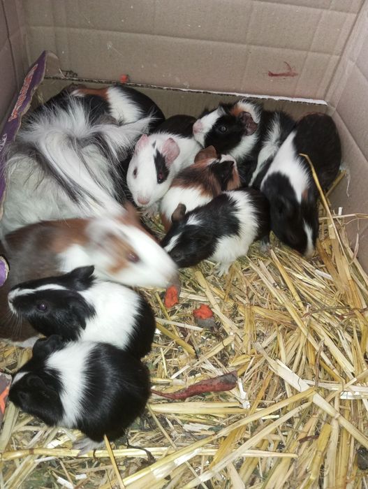 Продам морських свинок