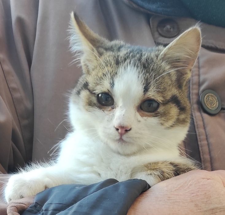 Киця кошенятко в добрі руки