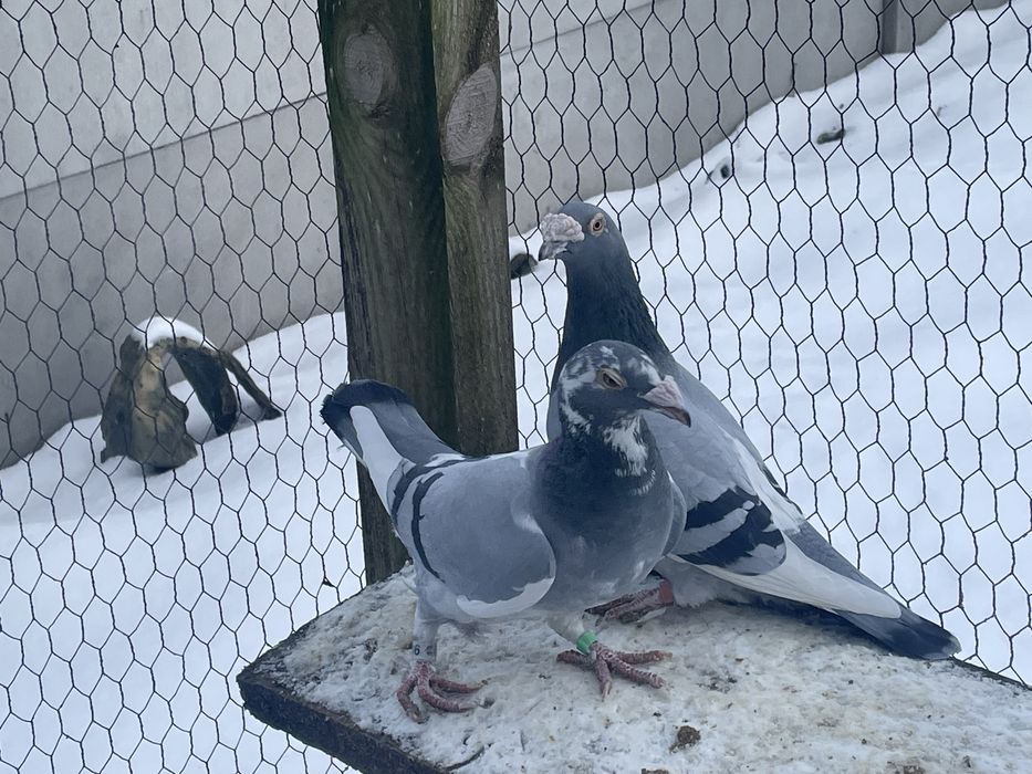 Golebie staropolskie