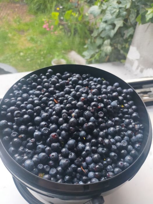 Świeże Jagódki dzisiejszego dnia