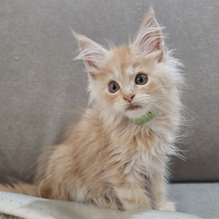 Zibi Maine coon rudy pieszczoch