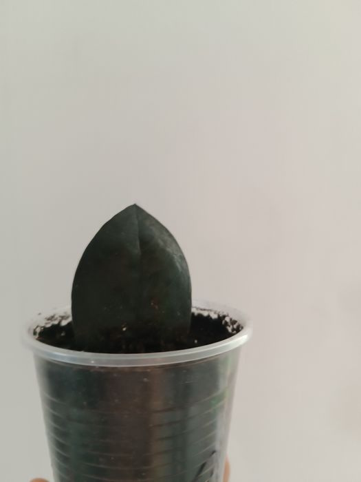 Замиакулькас звычайний ,Замиакулькас  Блек Равен